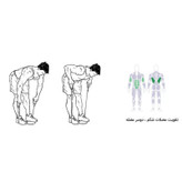 کش ورزشی